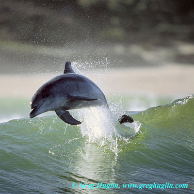Dolphin leap