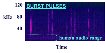 Spectrogram of burst pulse clicks