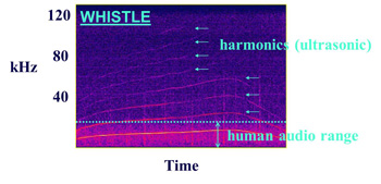 Spectrogram of whistle with harmonics