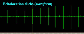 Echolocation clicks